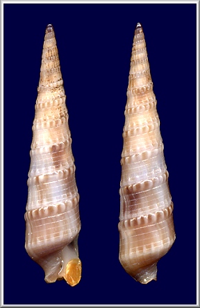 Neoterebra dislocata (Say, 1822) Eastern Auger 