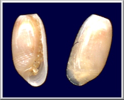 Acteocina bidentata (d’Orbigny, 1841) Two-tooth Barrel-bubble