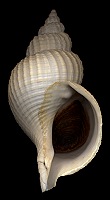 Fusitriton oregonensis (Redfield, 1846)