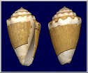 Conus dorreensis Pron, 1807
