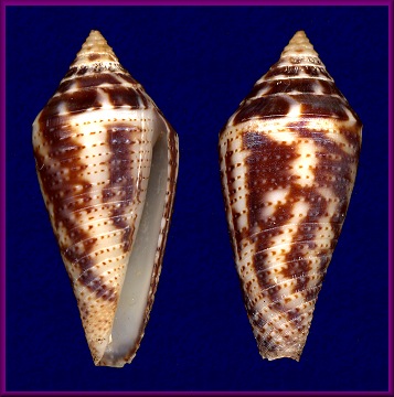 Conus ximenes  form mahogani  Reeve, 1843