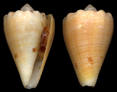 Conus regius Gmelin, 1791 form citrinus Gmelin, 1791