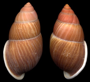 Amphidromus heerianus (L. Pfeiffer, 1871)
