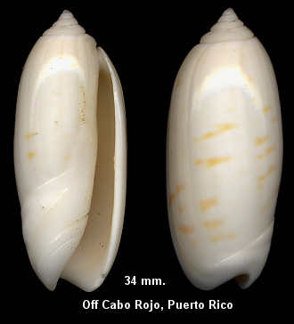 Oliva fulgurator (Rding, 1798) form  jamaicensis Marrat, 1867 (pale)