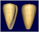 Conus quercinus Lightfoot, 1786