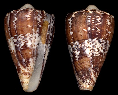 Conus regius Gmelin, 1791 Crown Cone