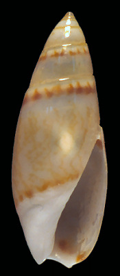 Olivella lactea (Marrat, 1871)