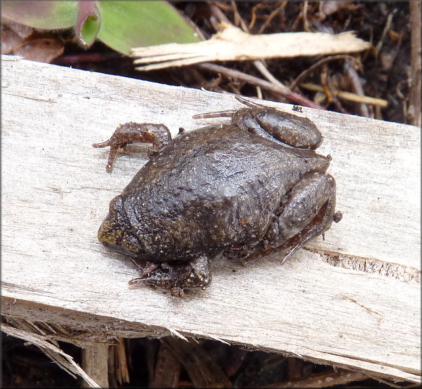 Eastern Narrowmouth Toad Gastrophryne carolinensis