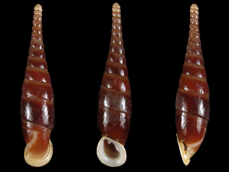 clausiliid species (sinistral)