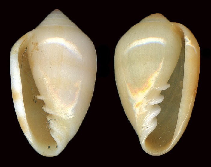 Prunum pellucidum (L. Pfeiffer, 1850) Sinistral