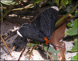 White-tipped Black Moth (Melanchroia chephise)