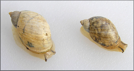 Succinea campestris Say, 1818 Crinkled Ambersnail ? 