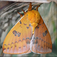 Io Moth [Automeris io] Female