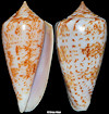 Conus iodostoma Reeve, 1843