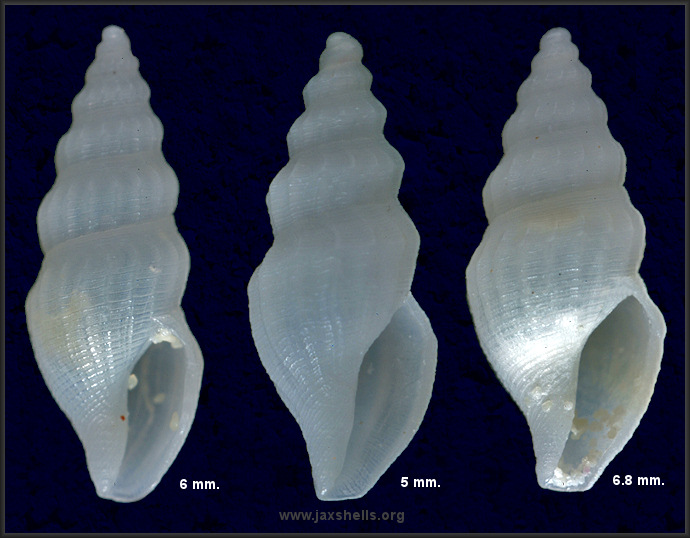 Granoturris sp. B of Redfern (2013: 210; sp. 585)