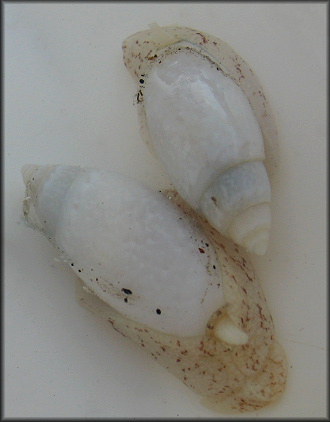 Jaspidella jaspidea (Gmelin, 1791) Jasper Dwarf Olive