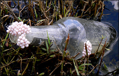 Pomacea paludosa eggs on beer bottle along large lake shoreline