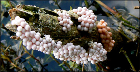 Pomacea paludosa eggs on stick along large lake shoreline