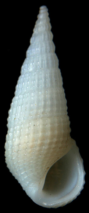 Phosinella labrosa (Schwartz, 1860)
