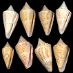 Conus largillierti Kiener, 1845
