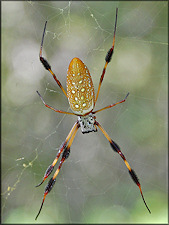 Golden Silk Spider [Nephila clavipes]