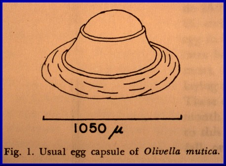 Olivella mutica egg capsule - from Paine (1962)