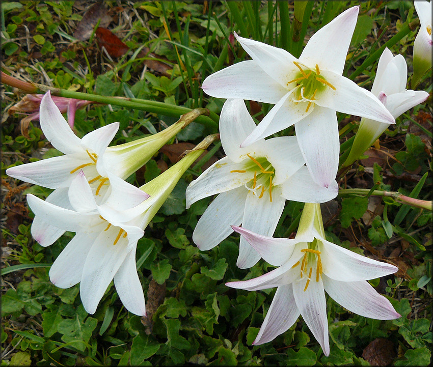Zephyranthes Lily (probably Zephyranthes atamasco [Atamasco Lily])