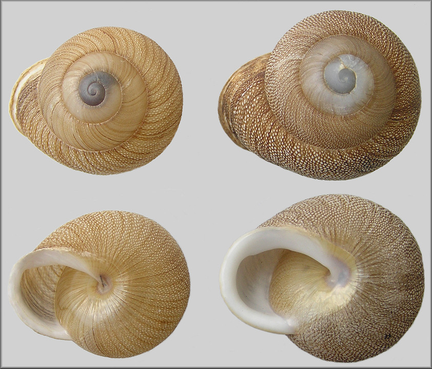 Granodomus lima (Frussac, 1821)