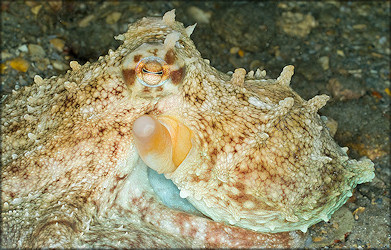 octopus species lagoon worth lake florida raton boca ianniello linda photographer fl jaxshells