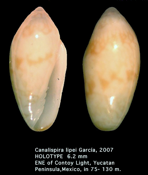 Canalispira lipei Garca, 2007 (holotype)