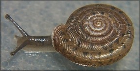 Polygyra cereolus (Mhlfeld, 1816) Southern Flatcoil 