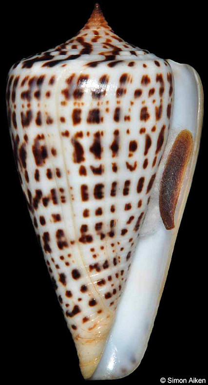 Conus spurius lorenzianus Dillwyn, 1817