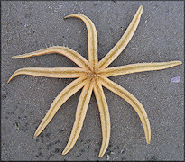 Luidia senegalensis Nine-armed Sea Star