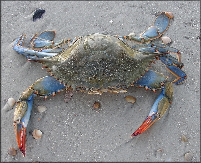 female blue crab
