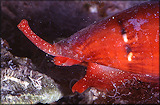 Conus lucaya Petuch, 2000