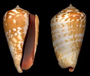 Conomurex luhuanus (Linnaeus, 1758)
