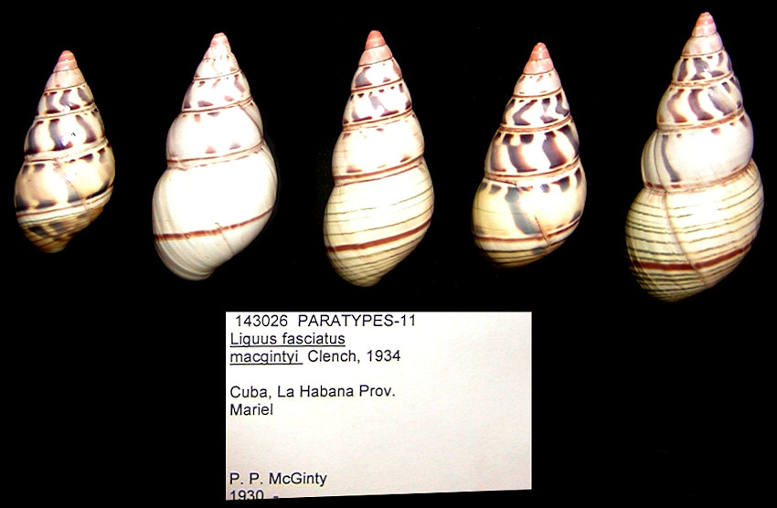 Liguus fasciatus macgintyi Clench, 1934 Paratypes