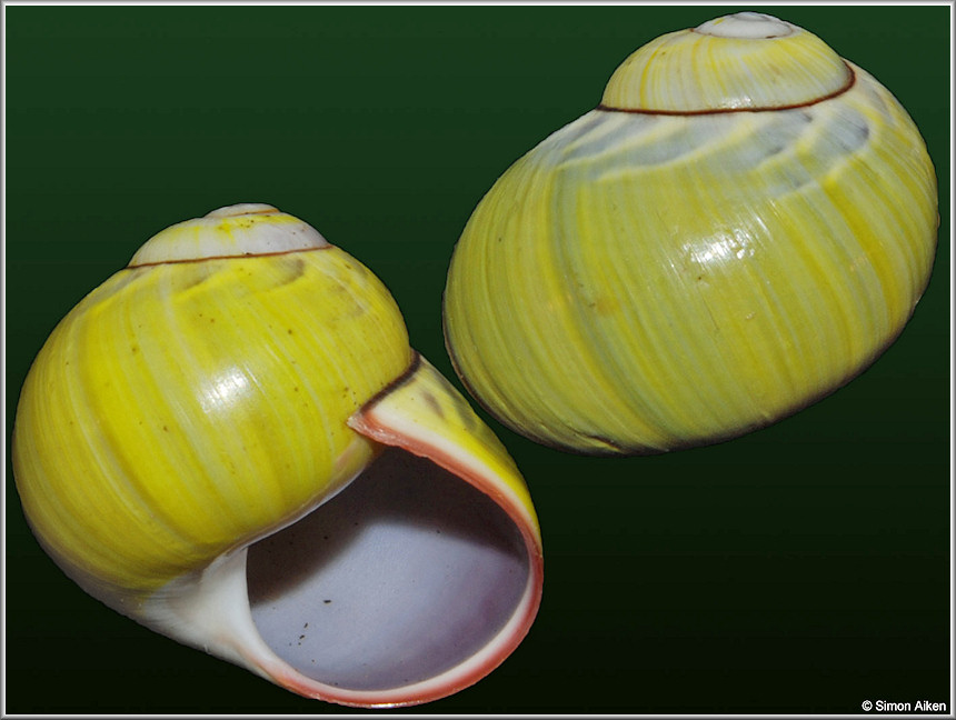 Polymita sulphurosa viridis Morelet, 1849