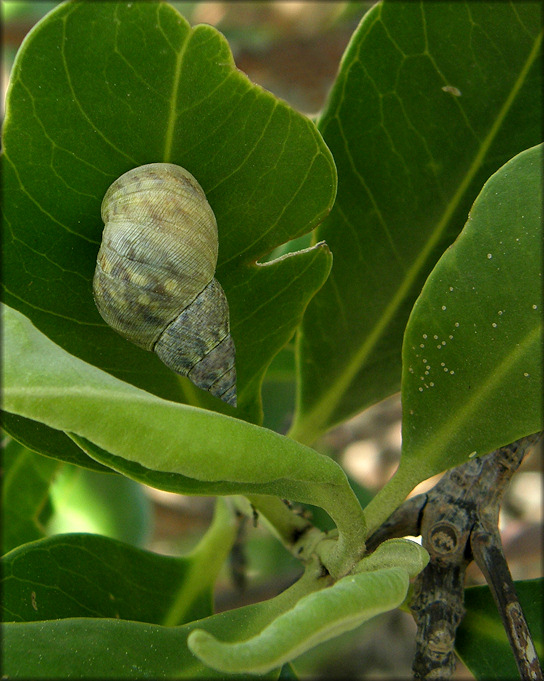 Littoraria angulifera (Lamarck, 1822) Mangrove Periwinkle
