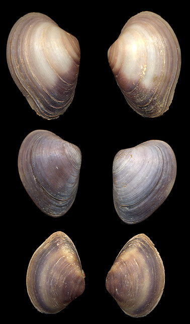 Polymesoda floridana (Conrad, 1846) Southern Marshclam