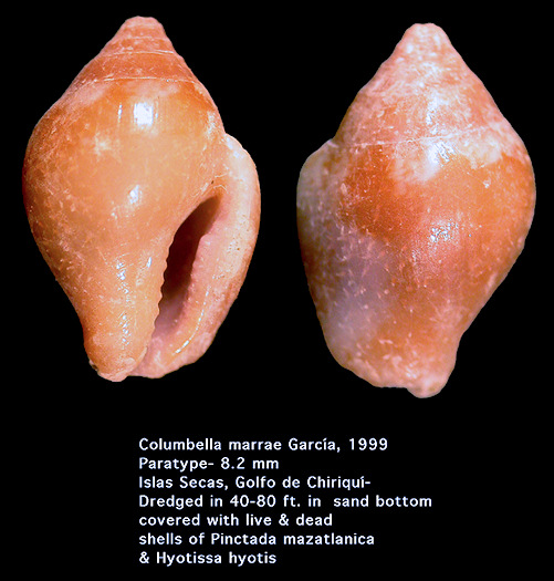 Columbella marrae Garca, 1999 (paratype)