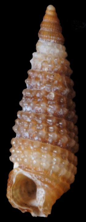 Marshallora nigrocincta (C. B. Adams, 1839)