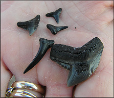 Selection of Shark teeth from from the wrack line