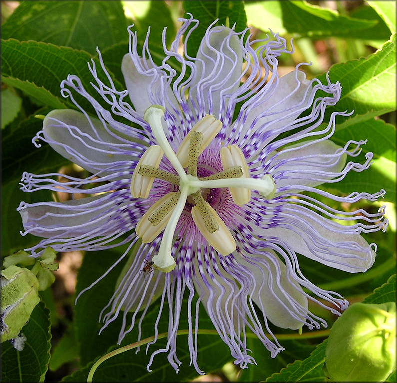 Passion Flower [Passiflora incarnata]