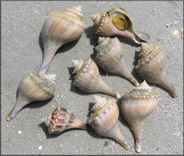 Selection of whelks from Mayport Naval Station (8/10/2006)
