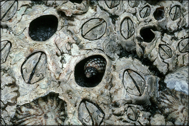 Echinolittorina meleagris (Potiez and Michaud, 1838) White-spot Periwinkle