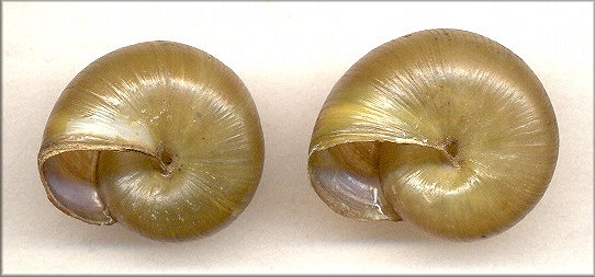 Mesomphix vulgatus & Mesomphix globosus comparison