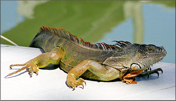 Green Iguana [Iguana iguana (Linnaeus, 1758)]