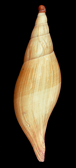 Scaphella macginnorum Garca and Emerson, 1987 Holotype