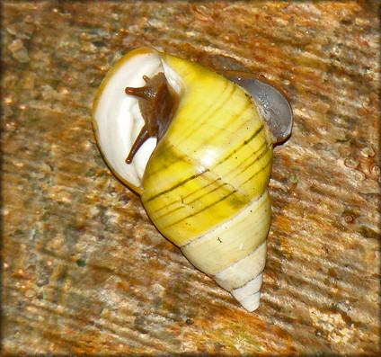 Liguus fasciatus Mller 1774 Florida Tree Snail Shell Damage
